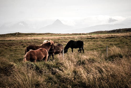 绿色领域的棕色和黑色牛 · 免费素材图片