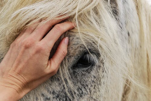 白马脸上的人的手 · 免费素材图片