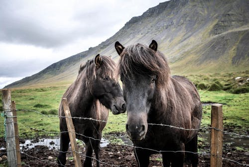 两匹马，站在草地上 · 免费素材图片