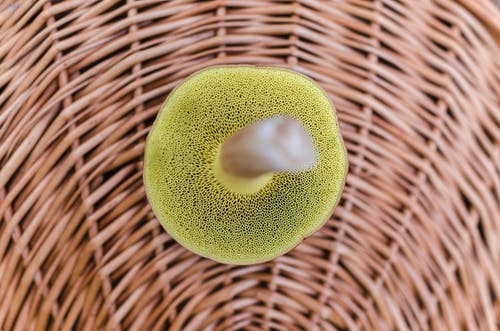 近摄摄影的绿色海绵 · 免费素材图片