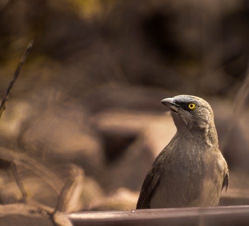 棕鸟的选择性聚焦摄影 · 免费素材图片