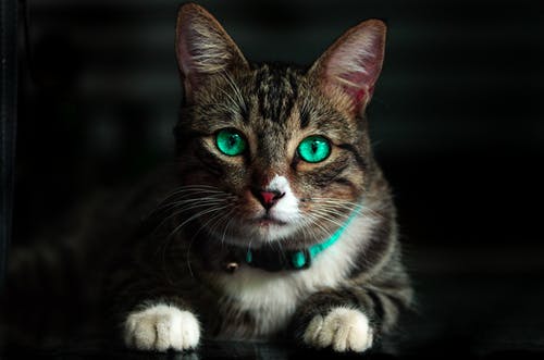 绿眼睛的棕猫 · 免费素材图片
