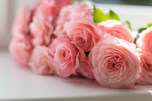 粉色牡丹花朵的选择性聚焦摄影 · 免费素材图片