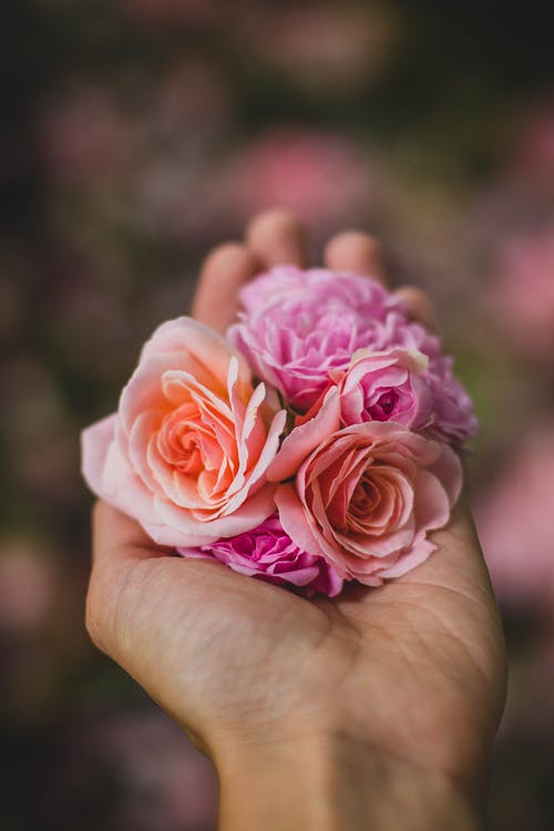 拿着桃红色和紫色玫瑰花的人的选择聚焦摄影 · 免费素材图片