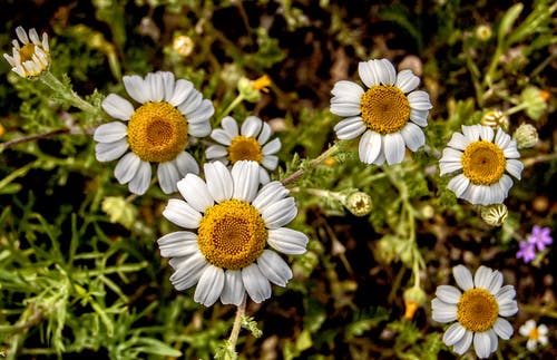 白色花瓣花 · 免费素材图片