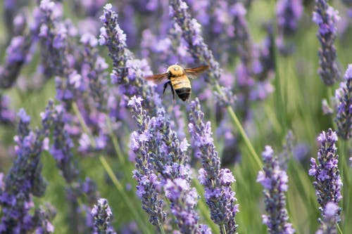 蜜蜂在紫色花瓣上的选择性聚焦摄影 · 免费素材图片
