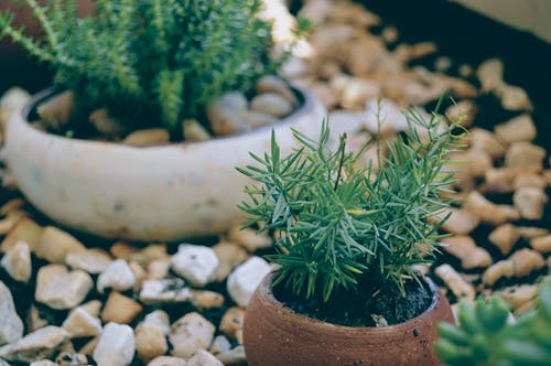 锅上绿叶的植物 · 免费素材图片