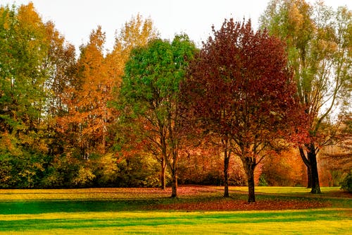 绿色和红色的叶子的树 · 免费素材图片