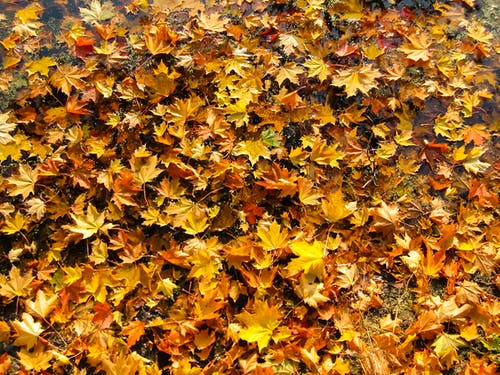 地面上的棕色和米色叶子 · 免费素材图片