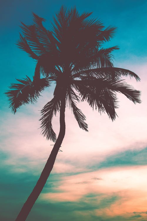棕榈树的剪影 · 免费素材图片