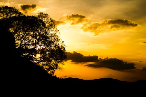 橙色夕阳下的树的剪影 · 免费素材图片