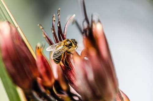 黄色和黑色的蜜蜂 · 免费素材图片