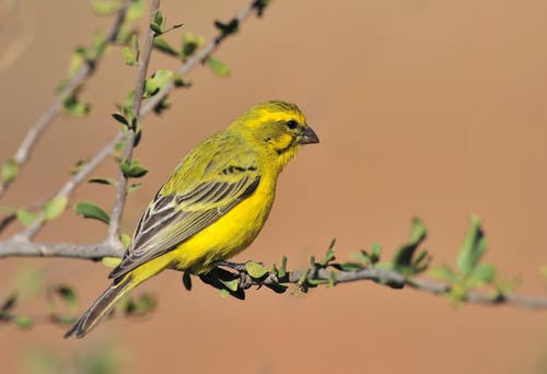 黄色爱情鸟栖息在灰色的树枝上 · 免费素材图片
