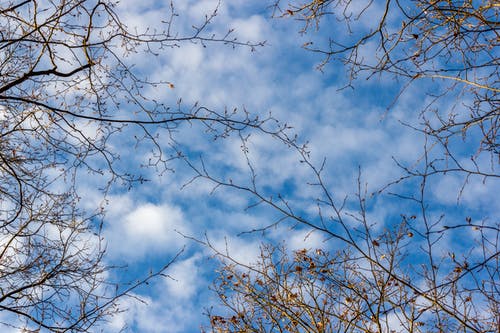 蓝蓝的天空下无叶的树 · 免费素材图片