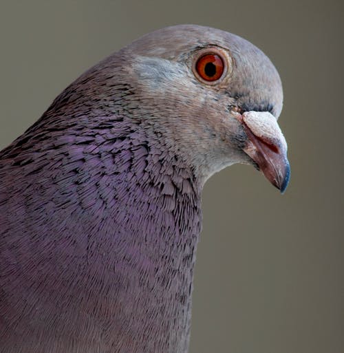 紫色和灰色的鸽子 · 免费素材图片