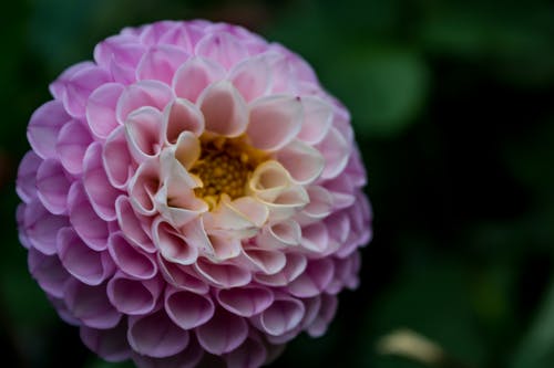 粉红色的花的特写照片 · 免费素材图片