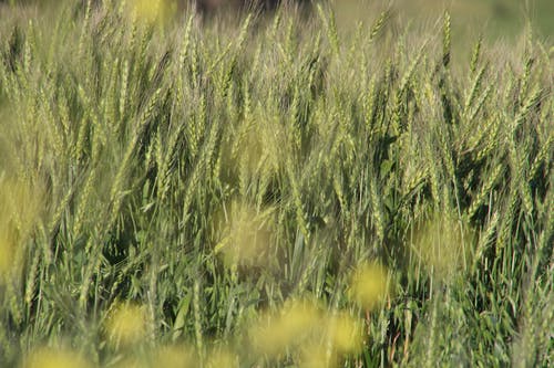 南美大草原草 · 免费素材图片