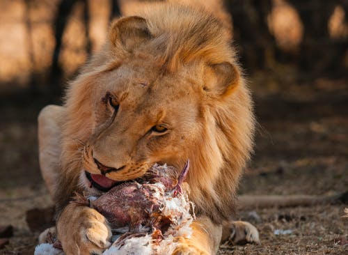 狮子吃肉 · 免费素材图片