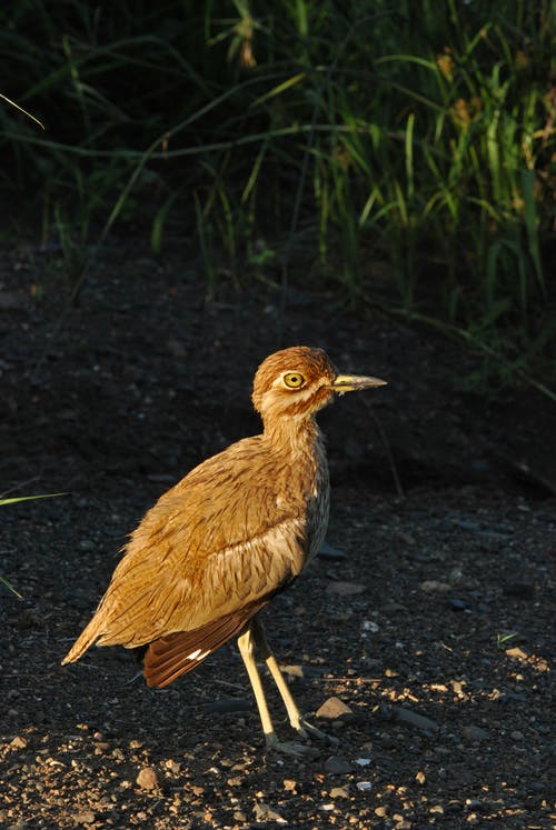 草附近的棕鸟 · 免费素材图片