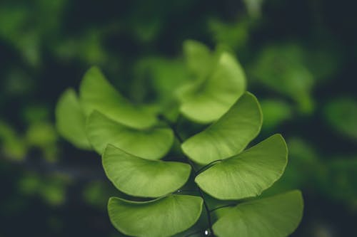 绿叶植物 · 免费素材图片