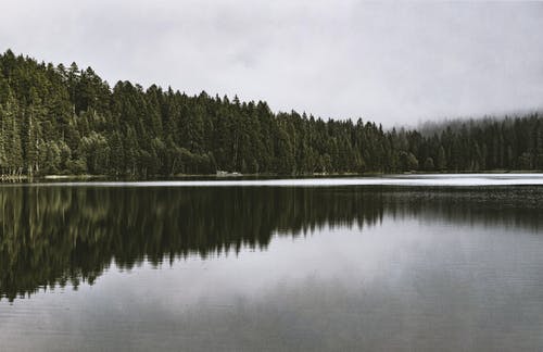 森林旁的平静水域 · 免费素材图片
