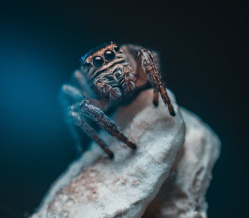浅焦点镜头上的棕色蜘蛛 · 免费素材图片