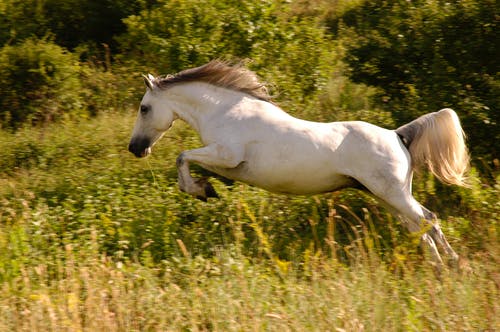 绿草地上的白马 · 免费素材图片