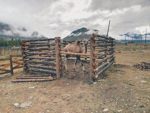 骆驼在棕色木栅栏 · 免费素材图片