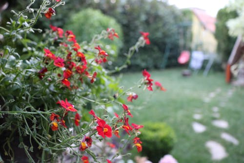 移轴摄影中的红色花朵 · 免费素材图片