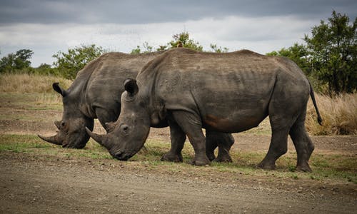 在灰色的田野上的两只犀牛 · 免费素材图片