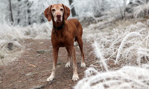 棕色草附近的棕色狗的景深摄影 · 免费素材图片