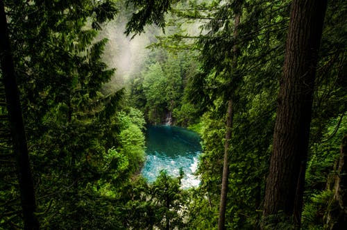 森林中的水体 · 免费素材图片