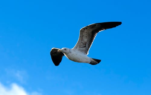 海鸥飞 · 免费素材图片