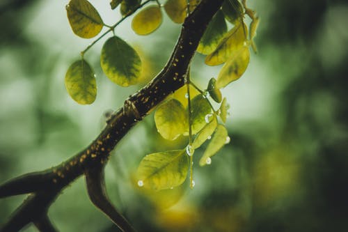 绿叶植物与水滴 · 免费素材图片