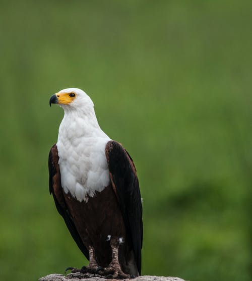 栖息在灰色石头上的白色和棕色鹰的景深摄影 · 免费素材图片