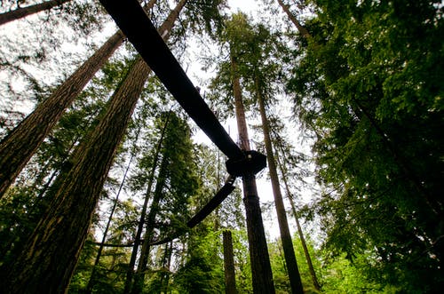蠕虫的森林观 · 免费素材图片