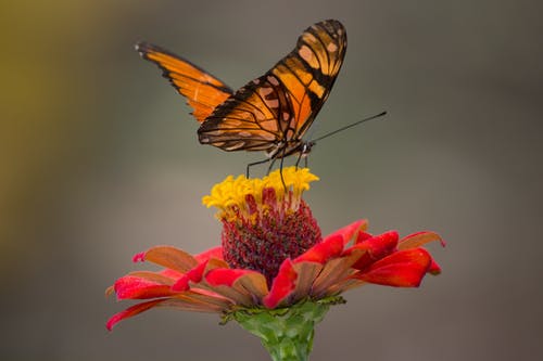 棕色和黑色蝴蝶栖息在黄色和红色的花瓣特写摄影 · 免费素材图片