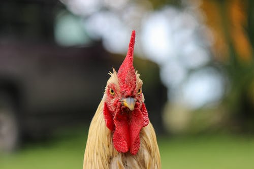 公鸡头的选择性聚焦摄影 · 免费素材图片