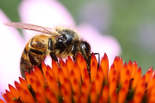 蜜蜂在橙色花瓣上的特写摄影 · 免费素材图片