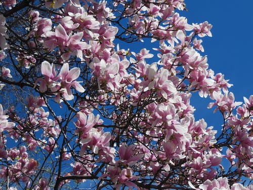 樱花照片 · 免费素材图片