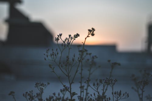 丢了绿色花的照片 · 免费素材图片