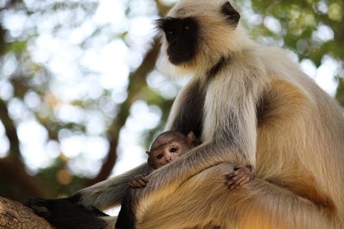 棕色猴子的选择性聚焦摄影 · 免费素材图片