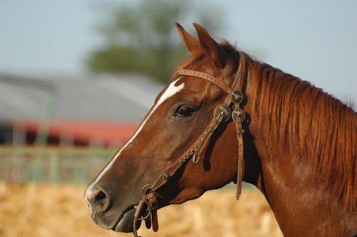 关门的匹棕色的马的照片 · 免费素材图片