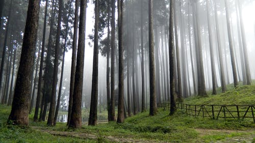 雾林高大的树木和绿草场高饱和摄影 · 免费素材图片