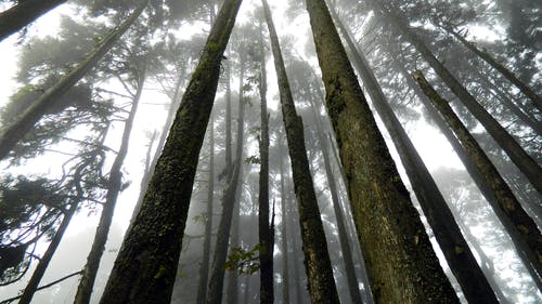 日本自杀森林 · 免费素材图片