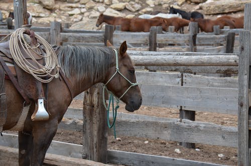 木栅栏内的匹棕色的马 · 免费素材图片