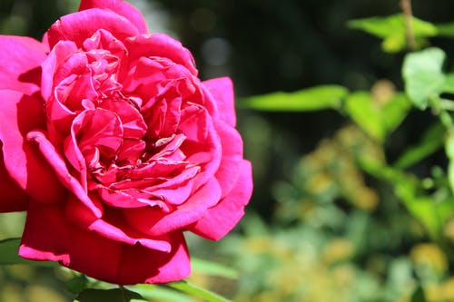 浅焦点的粉红玫瑰 · 免费素材图片