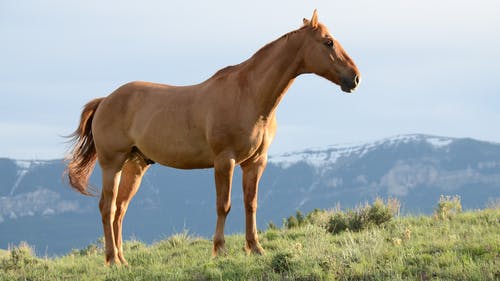 在草地上的匹棕色的马 · 免费素材图片