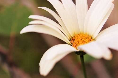 雏菊花微距摄影 · 免费素材图片