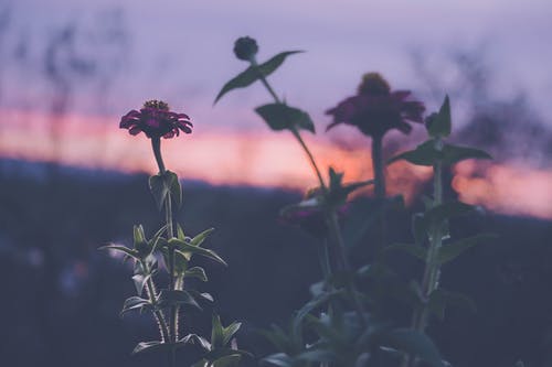 红百日草花 · 免费素材图片